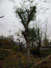 移植皂角