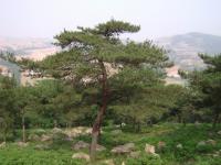 造型松1