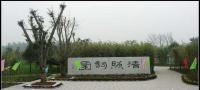 清照词园竹子实景