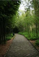 竹子绿化实景