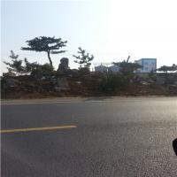 道路绿化实景