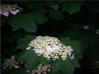 天目琼花